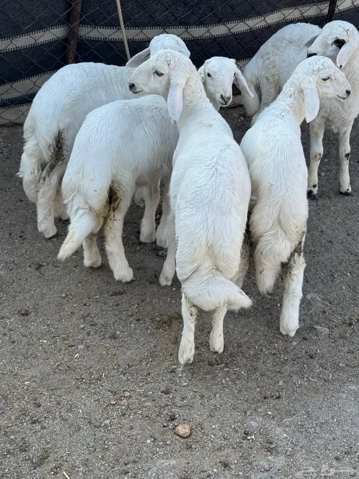 5 خرفان كفو كفو 6