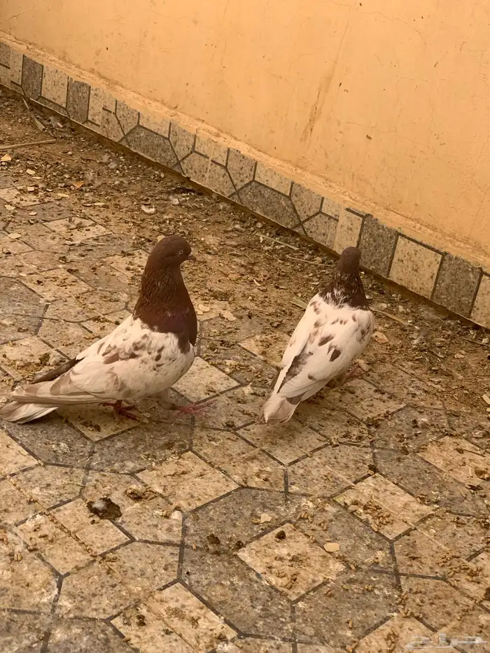 للبيع ذكر باكستاني 1