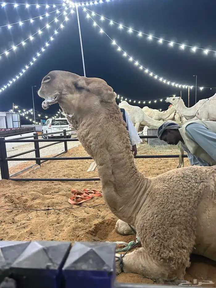 بعير للبيع 2