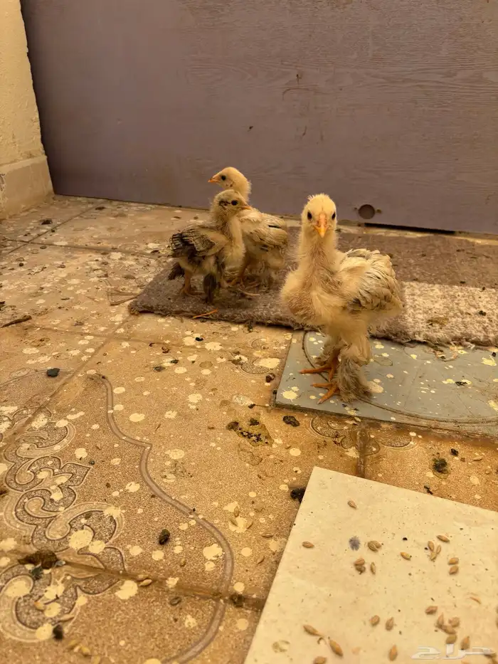 دجاج براهما للبيع 4