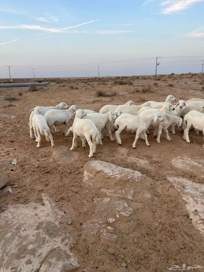 بهم حري مراح واحد 8