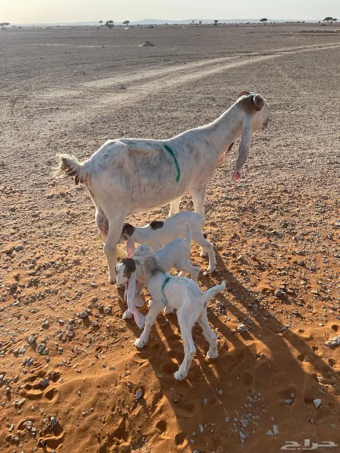 معزا متابيع 36