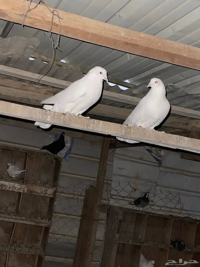 حمام لاحم ابيض جامبو 6