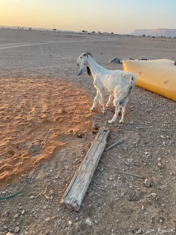 معزا متابيع 2