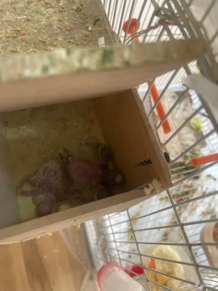 جوز باذجي هجين تحته فرخين 3