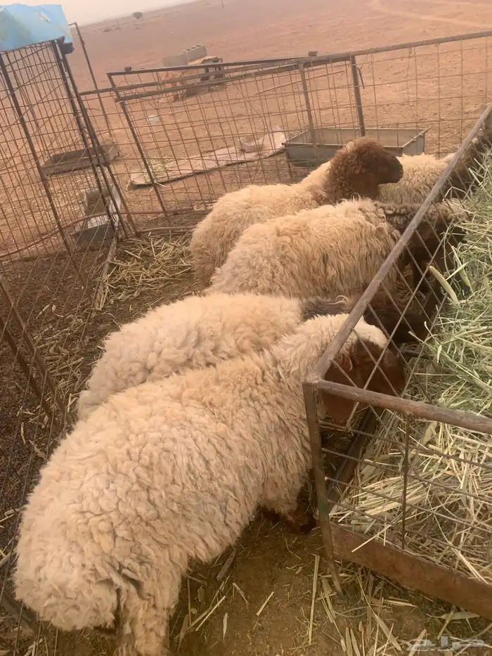 للبيع بهم نعيم3رخال 2خروف 3