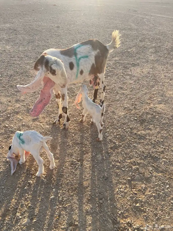 معزا متابيع 30