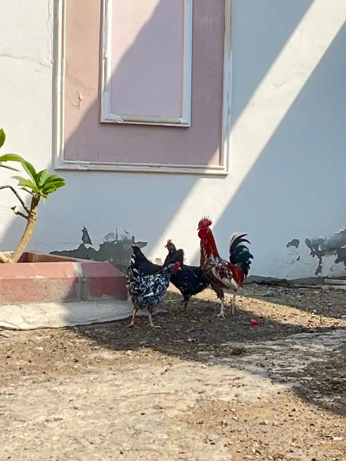 دجاج بلدي فاخر للبيع 0