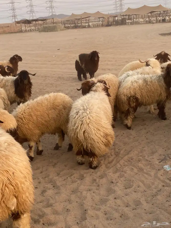 طليان نعيمي فواخر 6