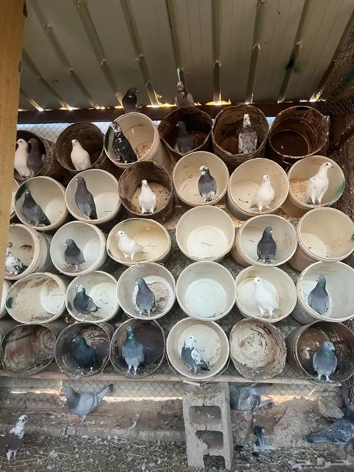 السلام عليكم للبيع حمام مشكل العدد تقريبا 18 جوز 0