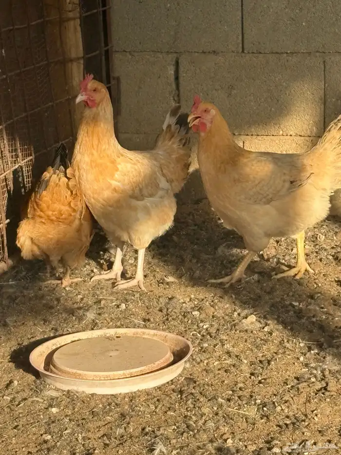 دجاج فرنسي بياض جروم 0