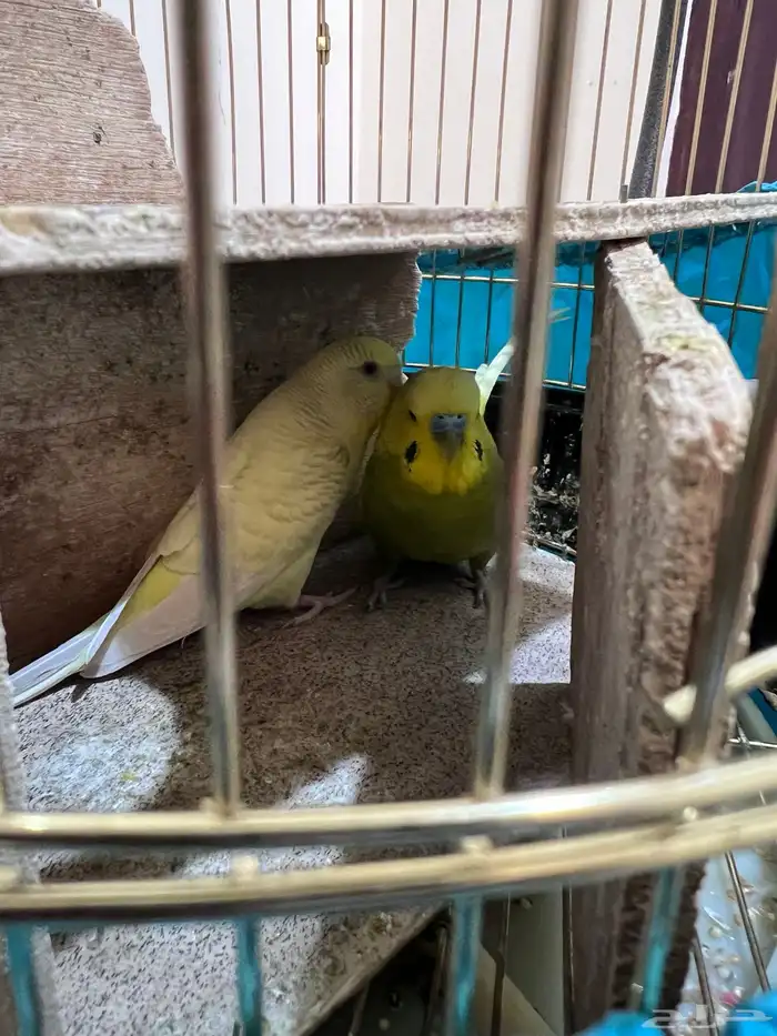 طيور الحب مع القفص 1