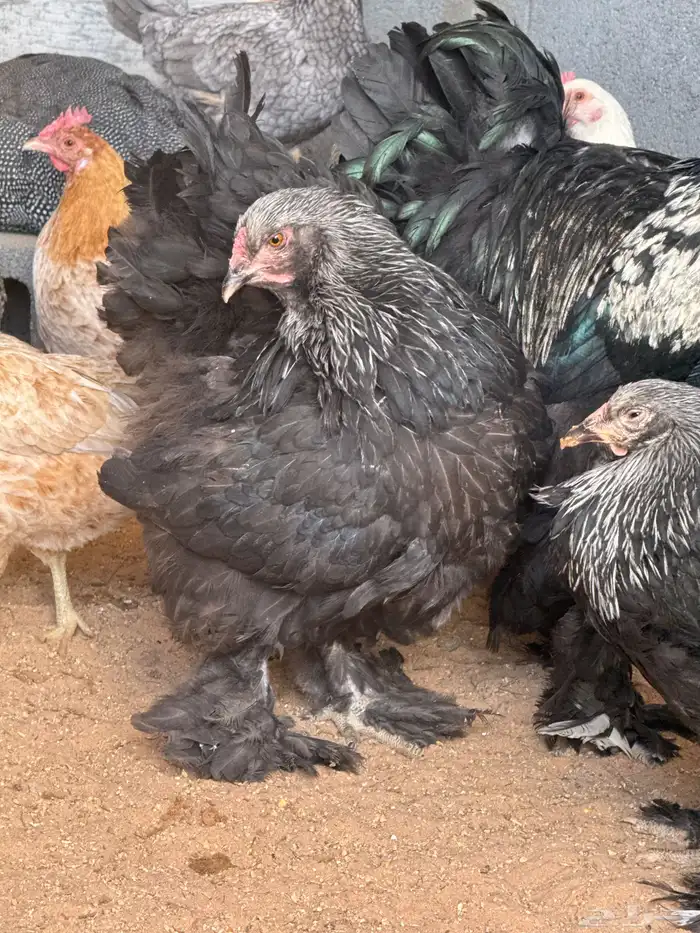 دجاج امريكي للبيع ودجاج بلدي للبيع 1
