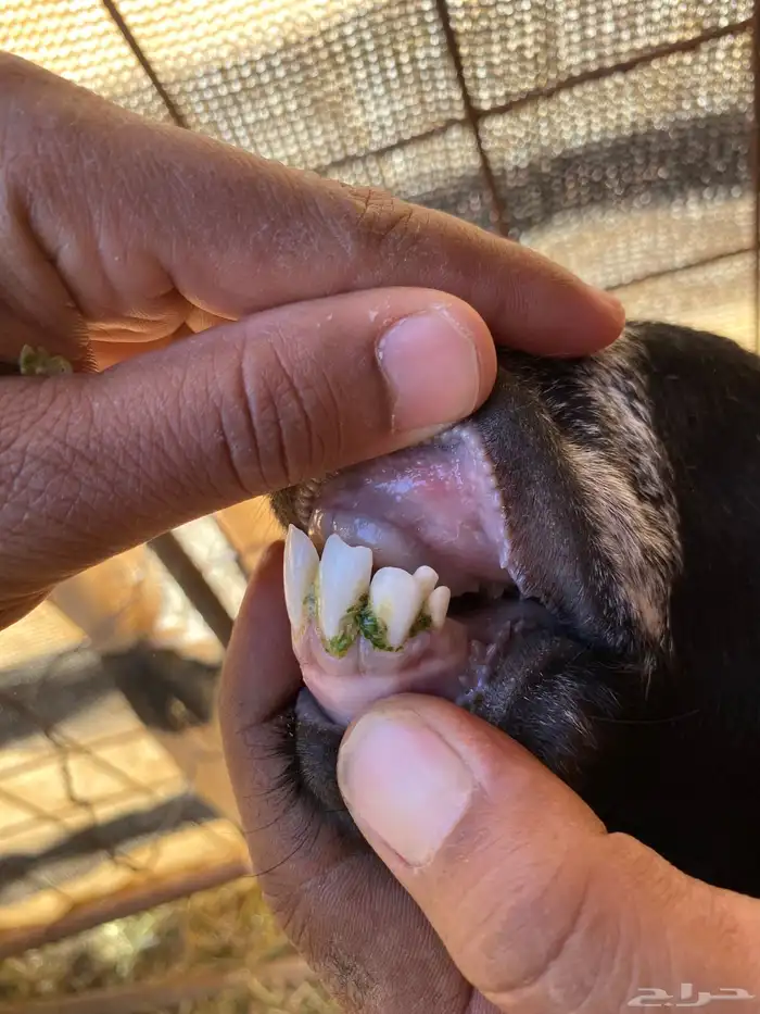 معزا حبشيات اصيله جروم(( تم البيع)) 13