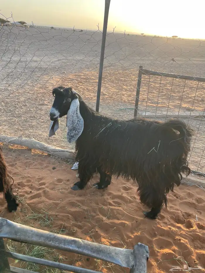 معزا متابيع 12