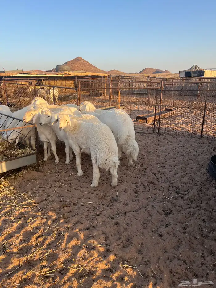 بهم جبر ناهي فل شحم وطراف كفوو 1