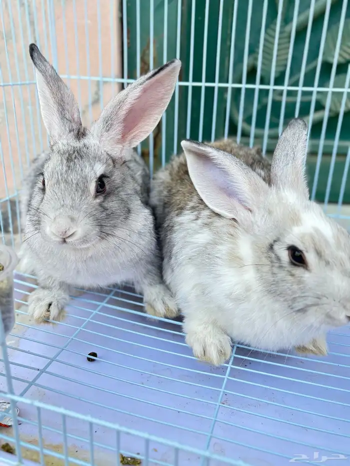 أرانب اليفه للبيع 1