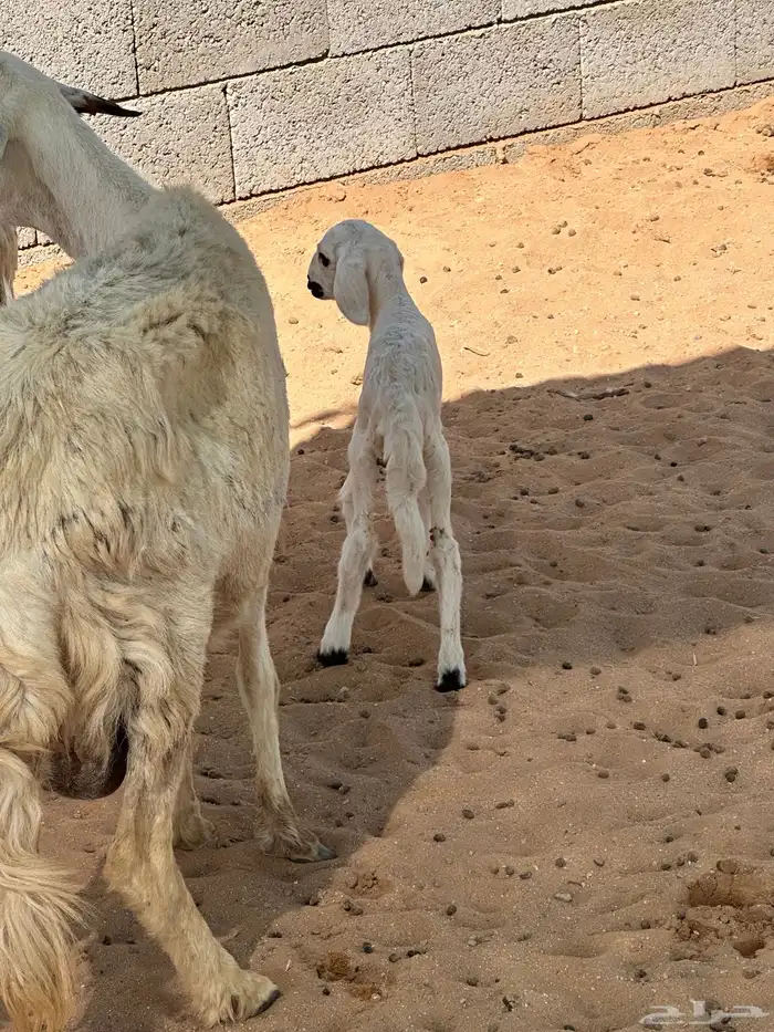 حريه متبع بخروف 2