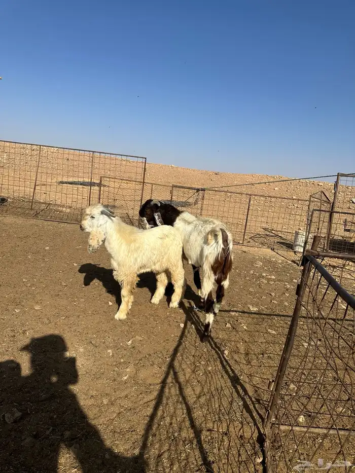 تيوس جذعان 3