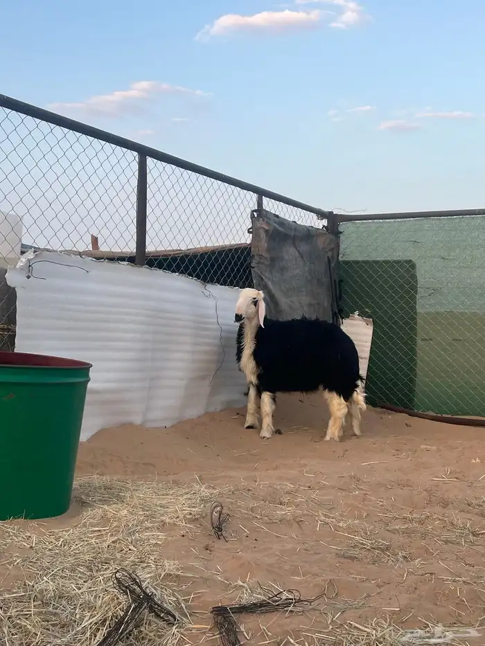 فحل مشروع نجدي 5