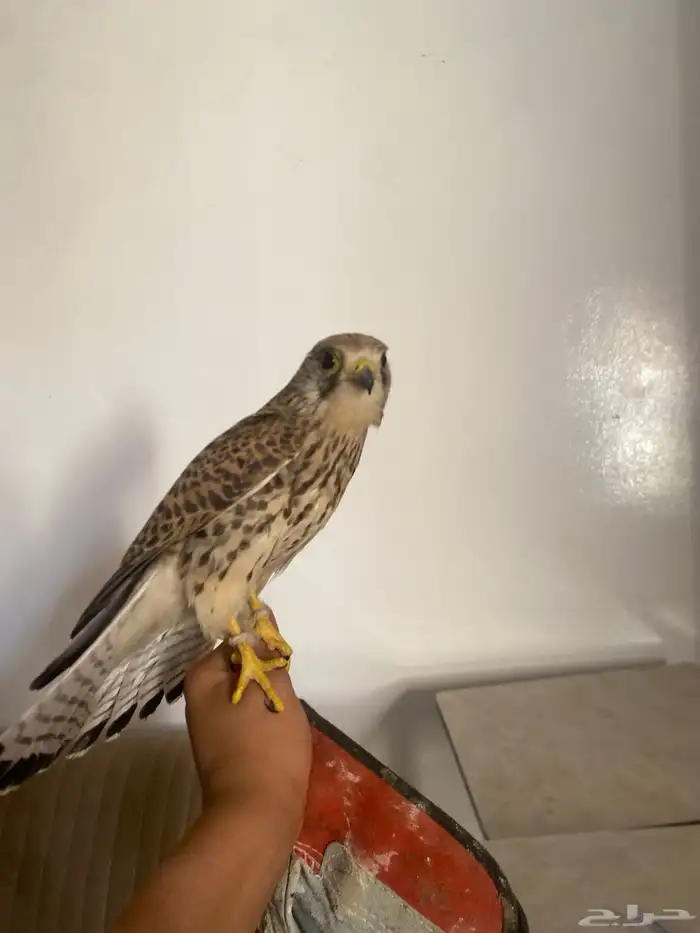 باش. ق للبيع العدد 2 0