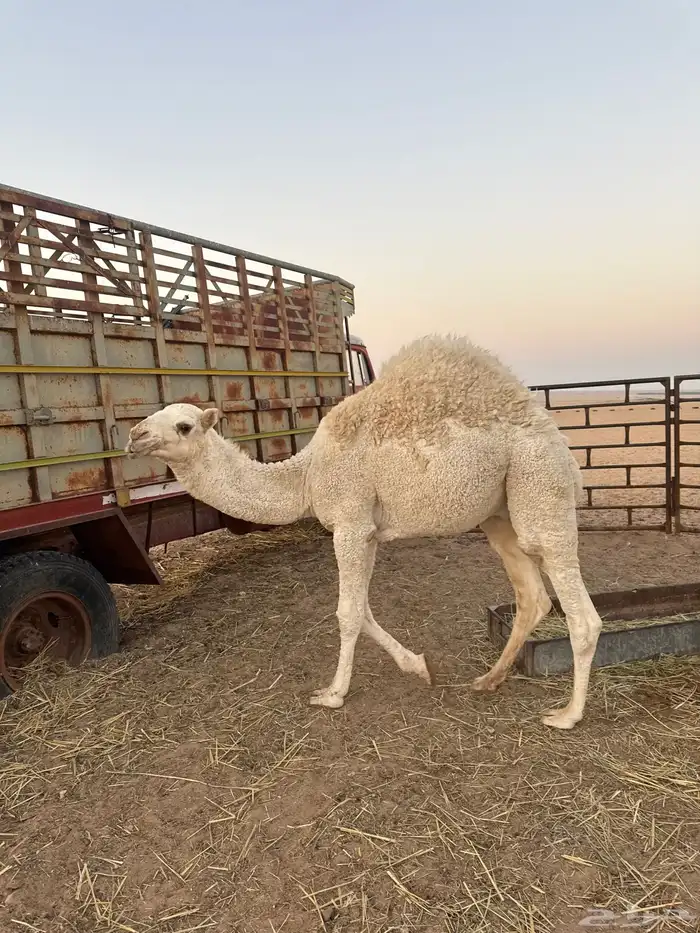 حاشي طيب فل 0