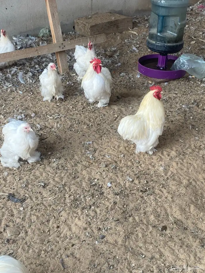 دجاج كوشن ثلاث أطقم البيع ل اعلى سعر 4