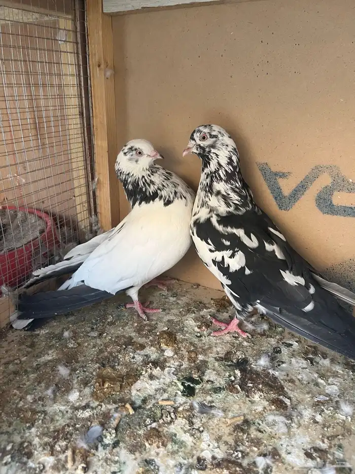 جوز خرش ونمش 1