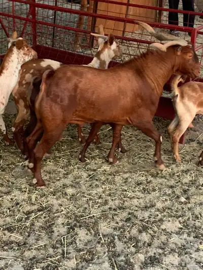 للبيع تيس فحل الدهم index