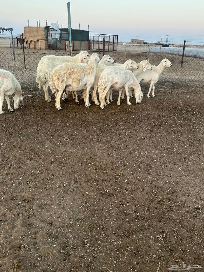 حريات مضاريع 3