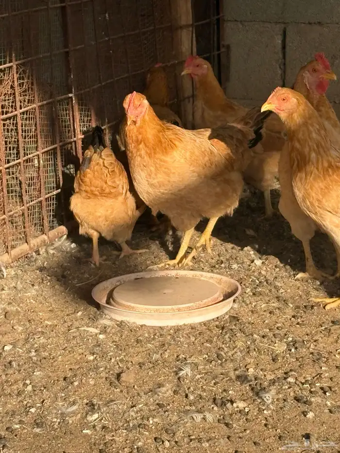 دجاج فرنسي بياض جروم 8