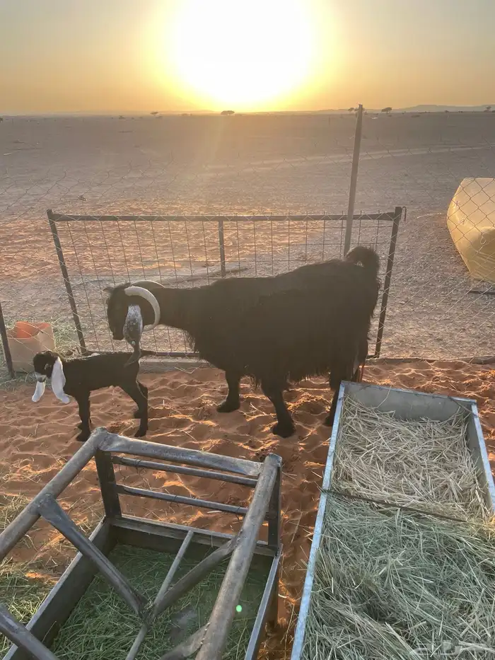 معزا متابيع 8