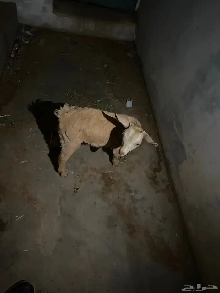 للبيع جفره قزم 0