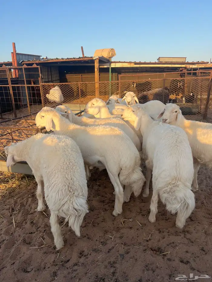 بهم جبر ناهي فل شحم وطراف كفوو 2