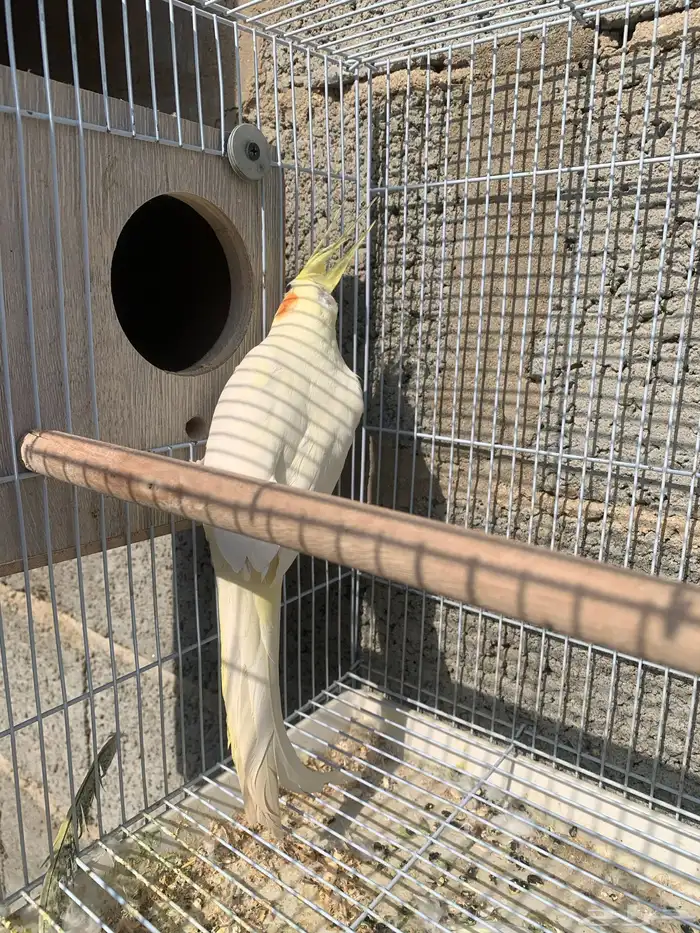 كروان أو كوكتيل للبيع 2