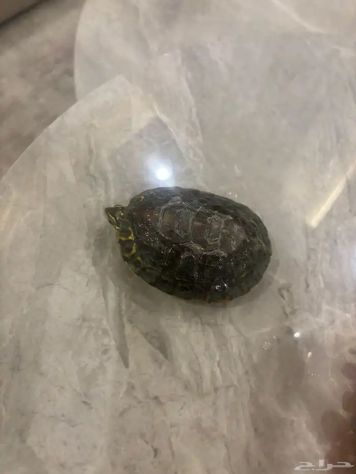 سلحفاه للبيع 4