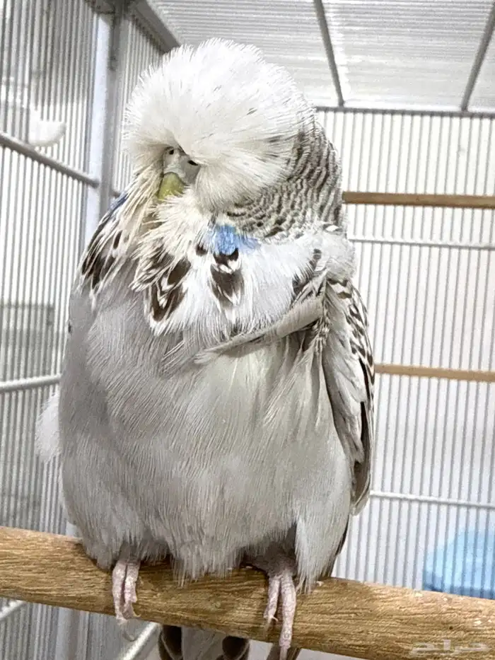 للبيع انثي انجليزي مستوي تم البيع 1