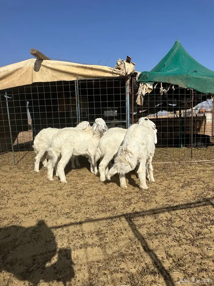 هرافي طيبه أعمارها من أربع شهور أربع شهور ونص وخول 1