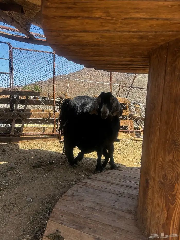 معزا ولد طيبه ونضيفه 3