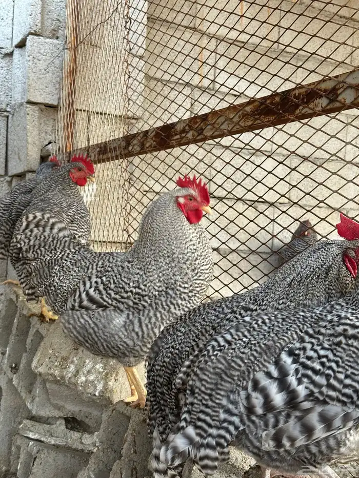 ديوك امروك صافي شرط 5