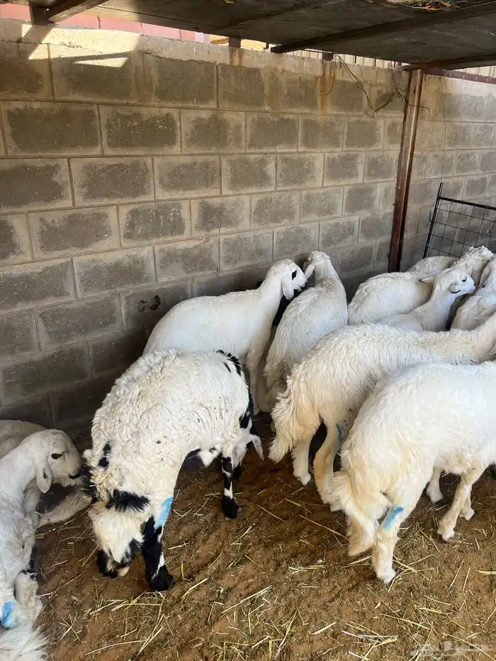 خرفان حريات 2