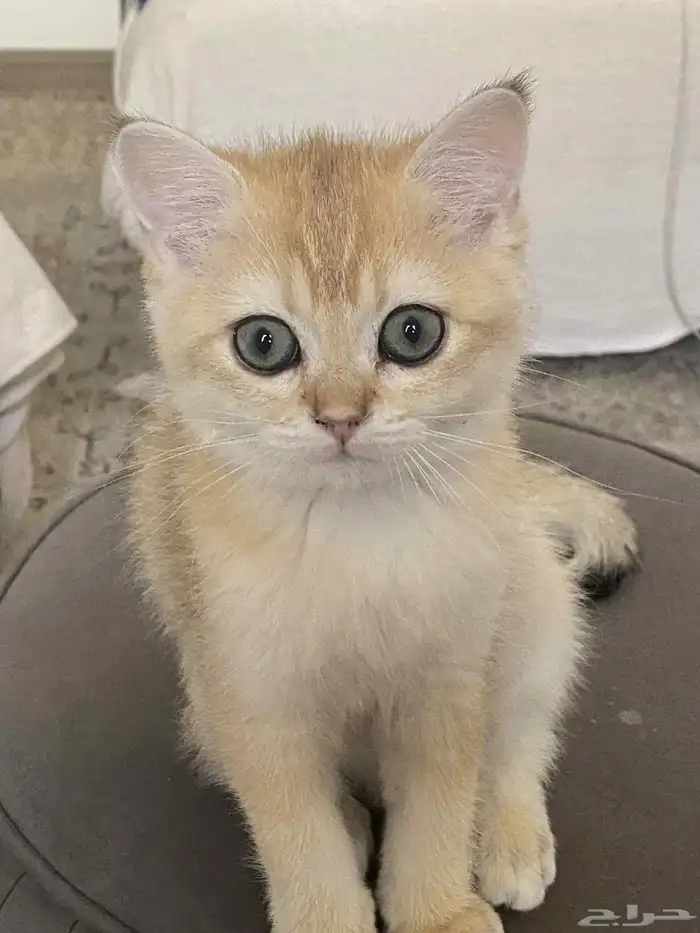 قط سكوتش ستريت scottish straight 2