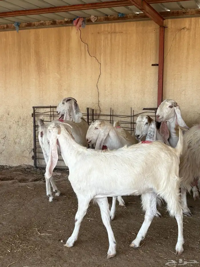 للبيع ماعز بيض دفيع 1