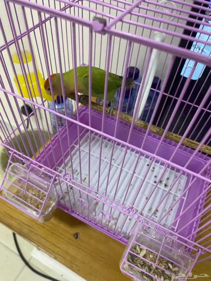 للبيع عصفور روز العمر 5 شهور هدد اليف مع الصغير والكبير 1