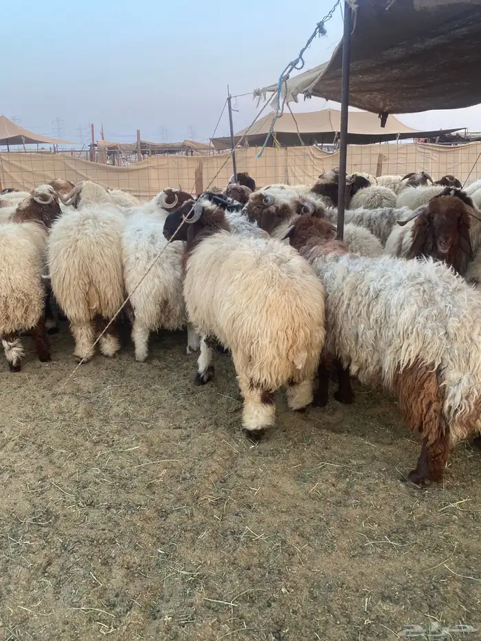 طليان نعيمي فواخر 17