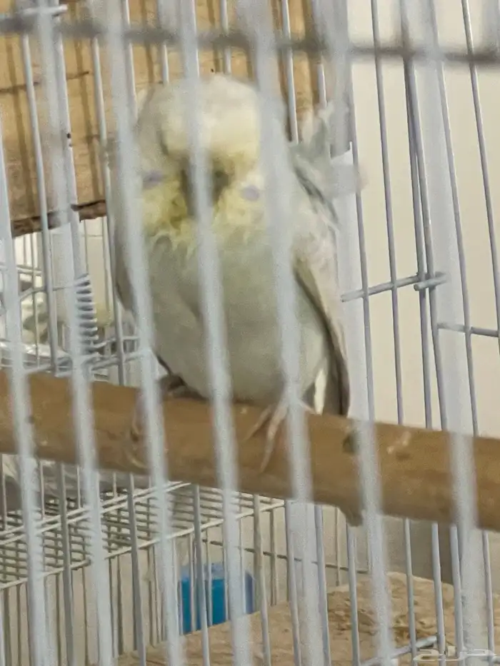 جوز باذجي هوقو تحته ثلاث فروخ 3