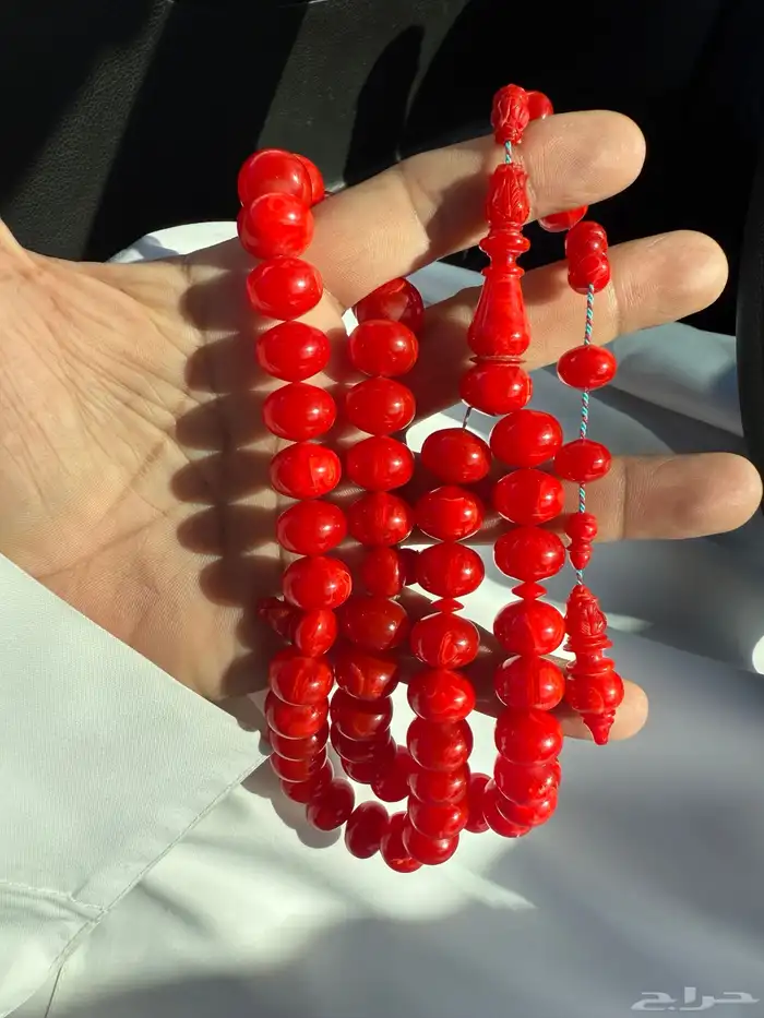 سبحة من أفياش أمريكية حجم راهي ذروي 5