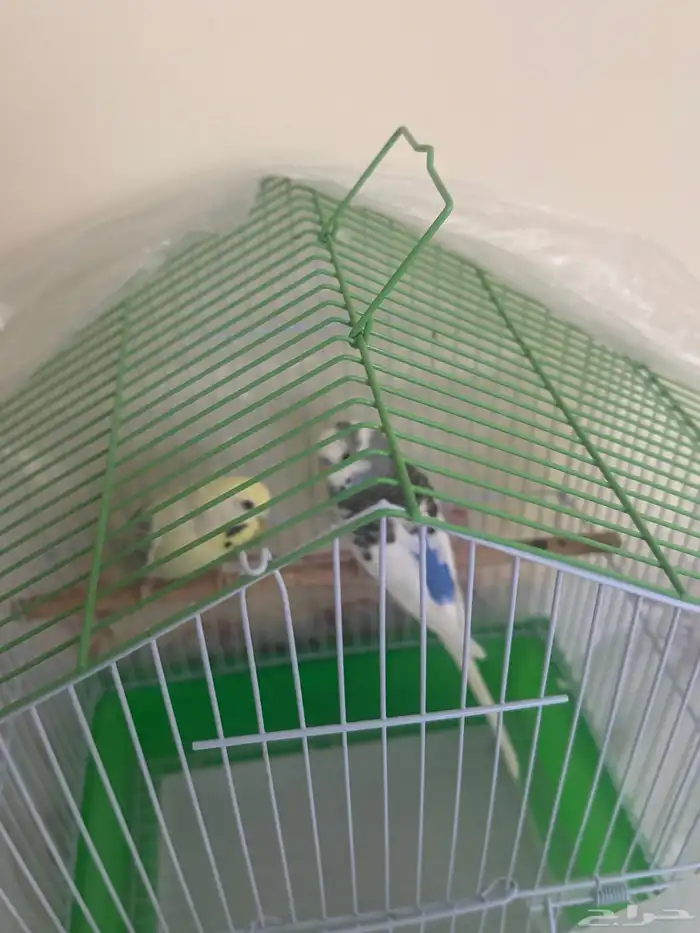 للبيع طيور حب 0