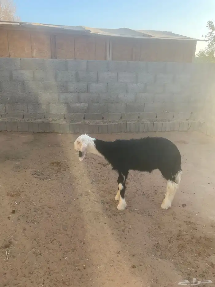 خروف نجدي 1