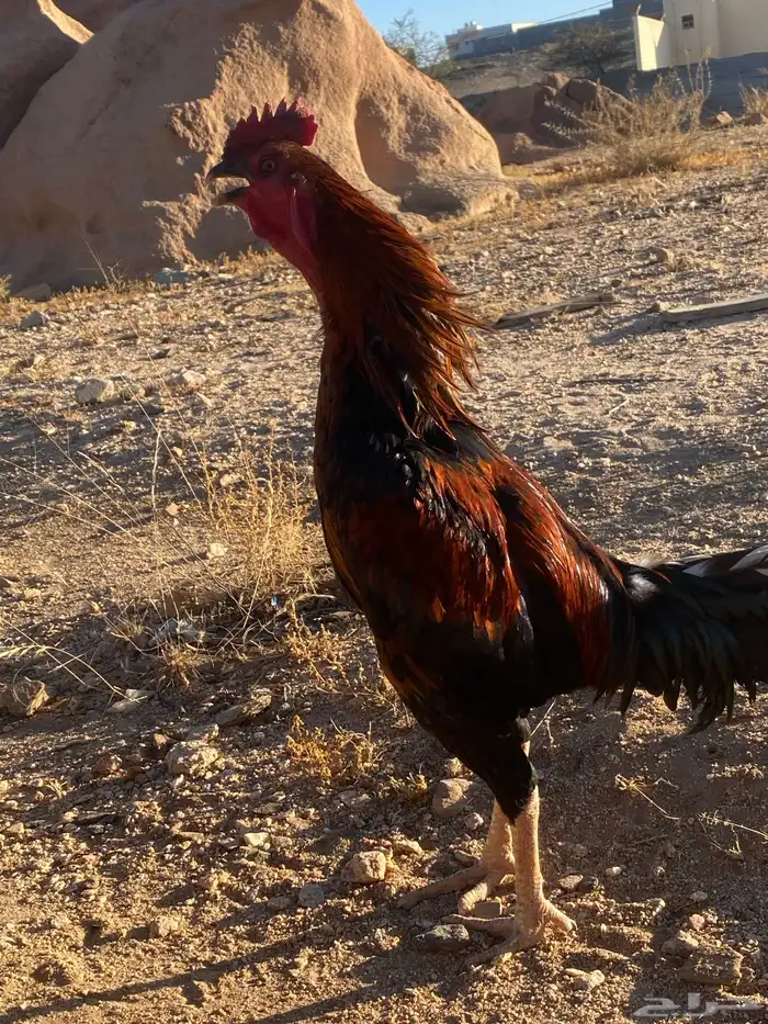 ديك باكستاني 1